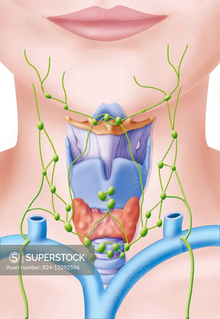 Illustration of the thyroid gland and how it is linked to the lymph node station.