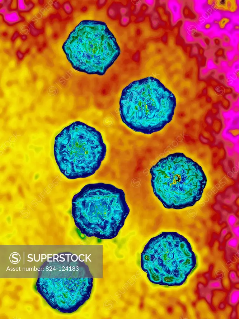 Poliovirus. Image produced using high-dynamic-range imaging (HDRI) from an image taken with transmission electron microscopy. Viral diameter ranges fr...