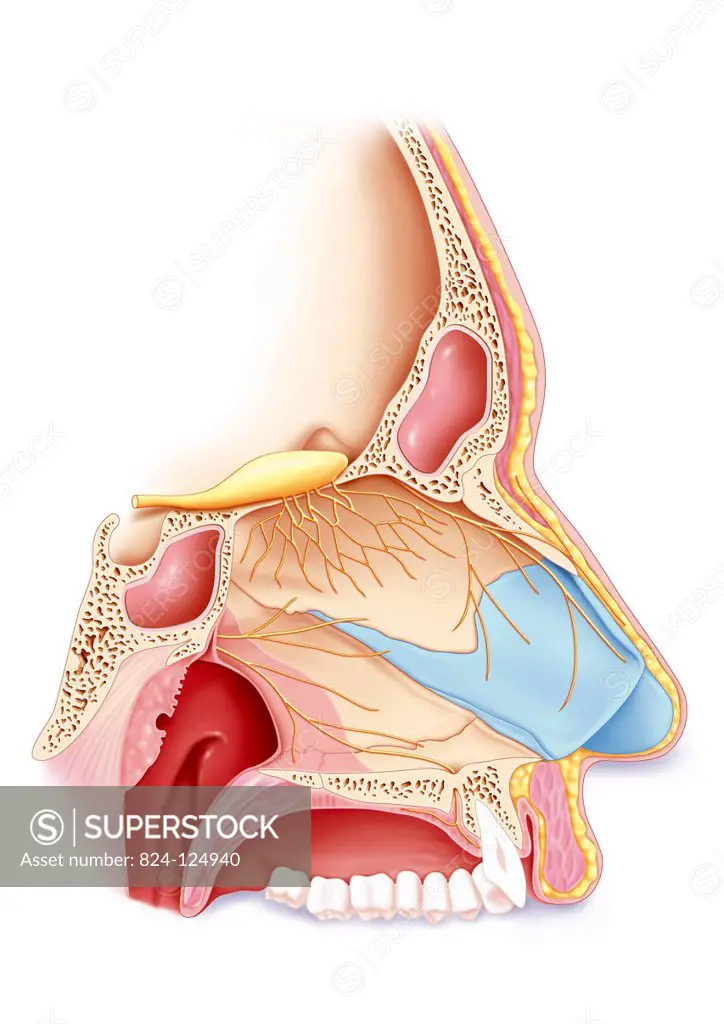 Illustration of the anatomy of the NAse at the nasal septum showing the nasal cartilages (blue) and bones (beige). The perpendicular plate of the ethm...