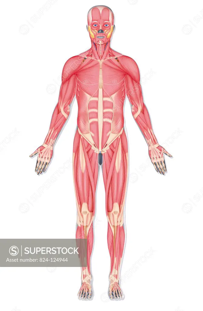 Illustration of the complete muscle structure of a man seen from the front.