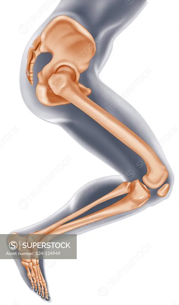 Illustration of the bones of the lower limb, from the hip to the foot, from an external side view.