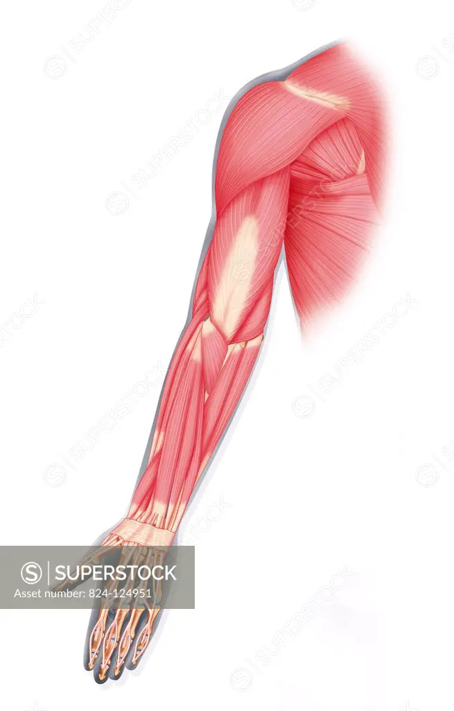 Illustration of the muscles in the left arm seen from behind.