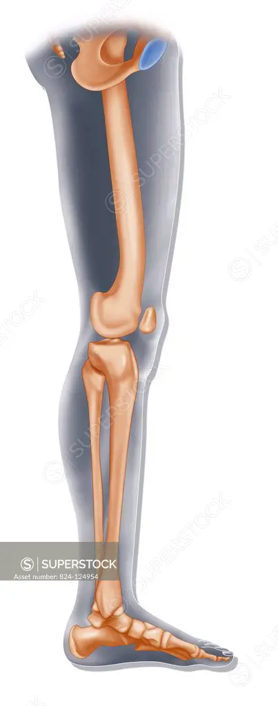 Illustration of the skeleton of the inside leg. - SuperStock