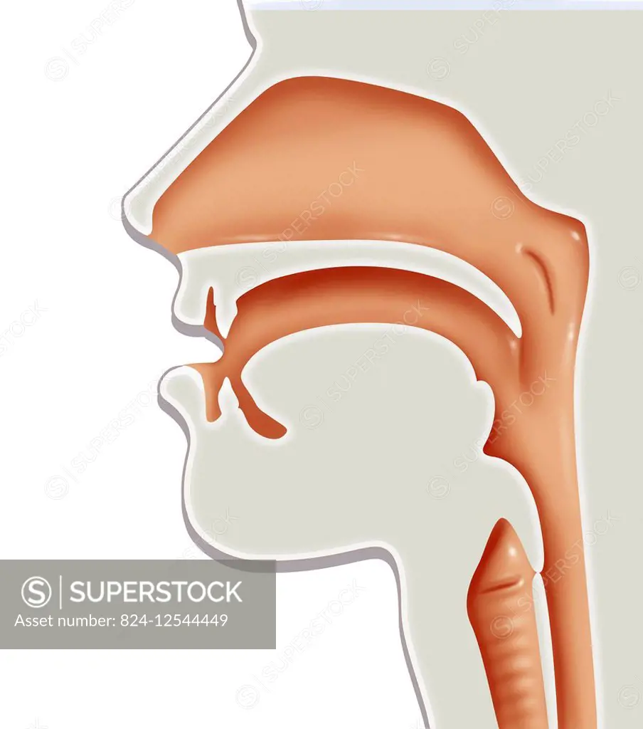 Illustration of the respiratory tract with the nasal cavity, the pharynx, delineated at the front by the oral cavity and the laryngeal cavity.