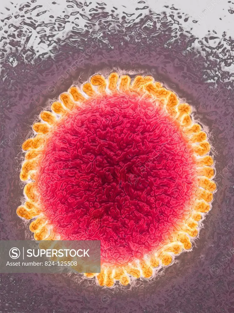 Influenza virus. Image produced using high-dynamic-range imaging (HDRI) from an image taken with transmission electron microscopy. Viral diameter rang...