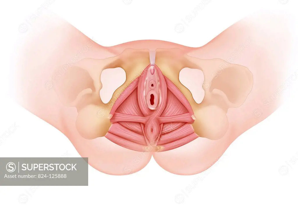 Illustration of the perineum from below, highlighting the female external genital organs, and the pelvic floor (transparent).
