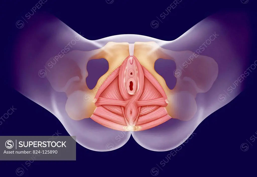 Illustration of the perineum from below, highlighting the female external genital organs, and the pelvic floor (transparent).