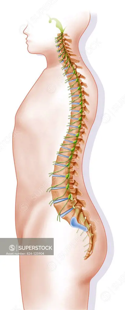 Illustration of the back bone, from the neck area to the coccygeal vertebrae seen from the left side. The spinal column is visible, as well as the ner...