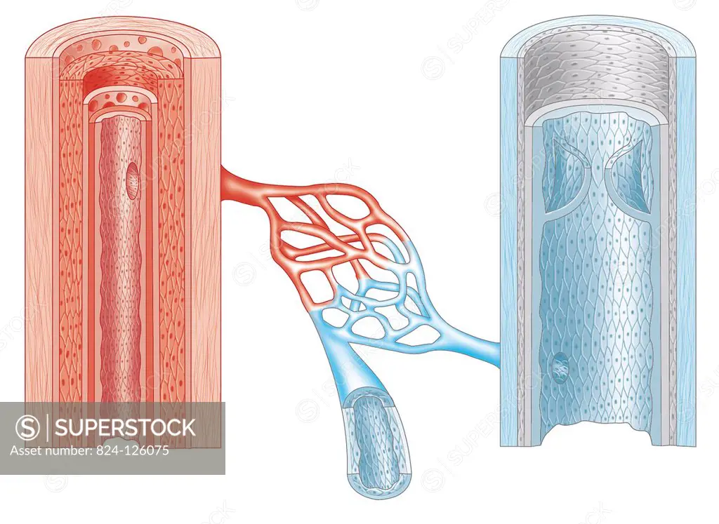 Cross-section of an artery and vein showing their structure.