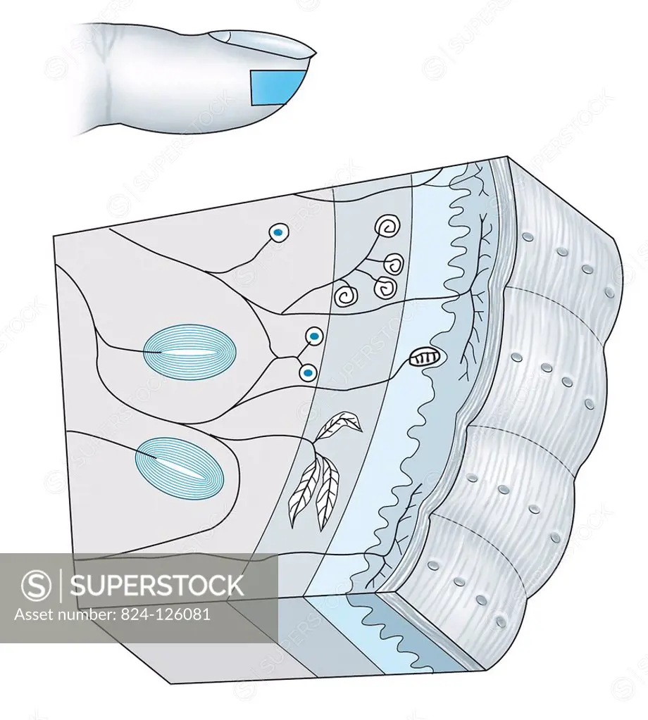 A microscope cross-section showing the finger's various touch receptors.