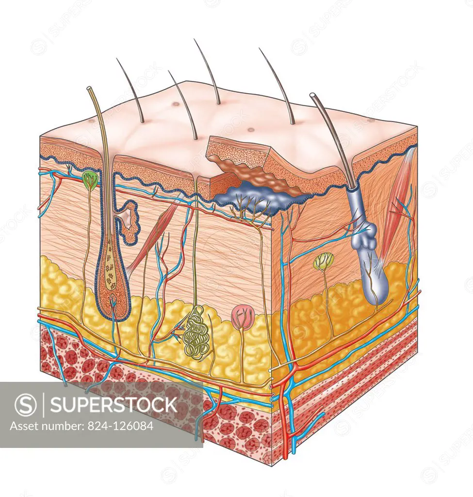 A 3D cross-section illustration of the skin.