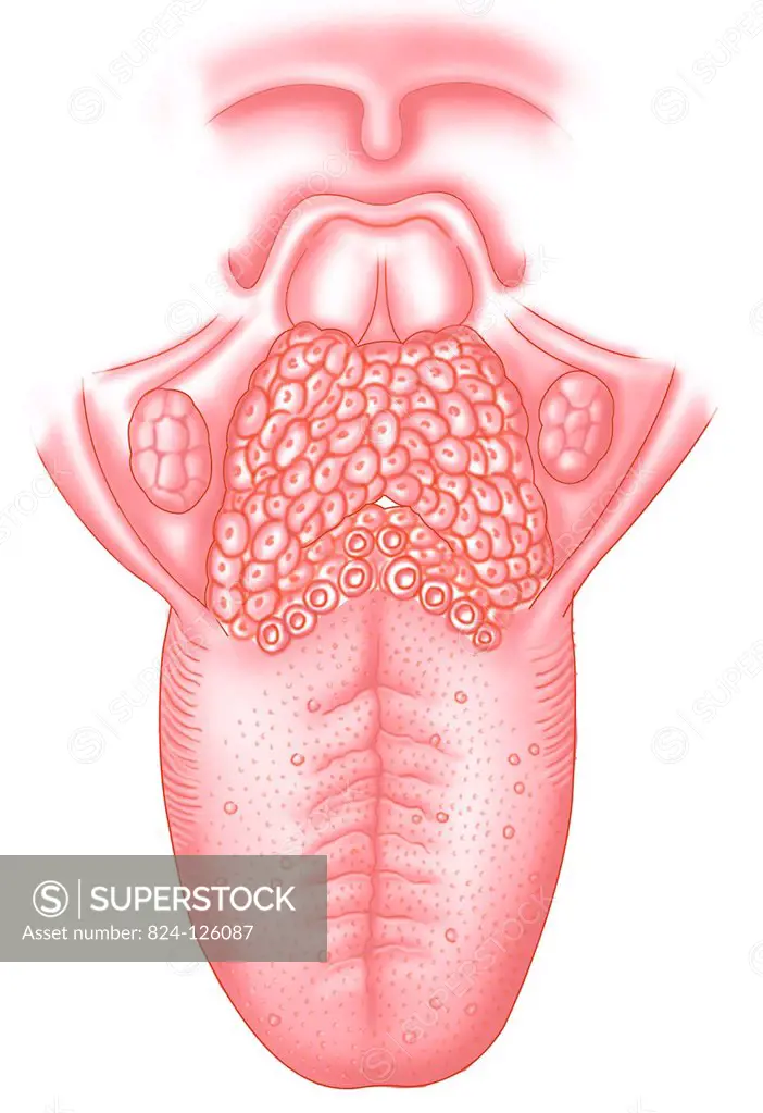 Anterior view illustration of the tongue and tonsils.