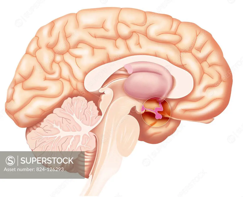Illustration of the pituitary gland shown in a cross-section of the brain. The pituitary gland secretes growth hormones, but also contributes to muscl...