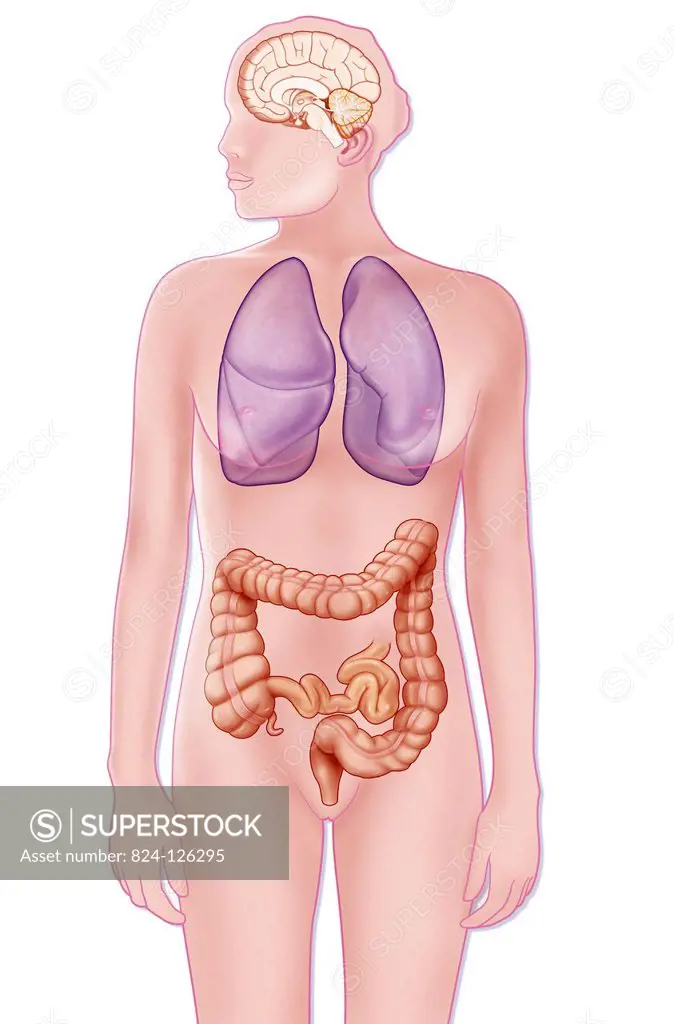 Illustration of the organs that secrete serotonin : the lungs, intestines and brain. This neurohormone regulates mood, body temperature, sexual and di...