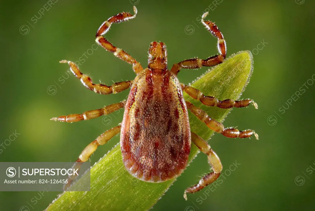 This 2008 photograph depicts a dorsal view of a male yellow dog tick, Amblyomma aureolatum, which is a vector of Rocky Mountain spotted fever (RMSF) i...