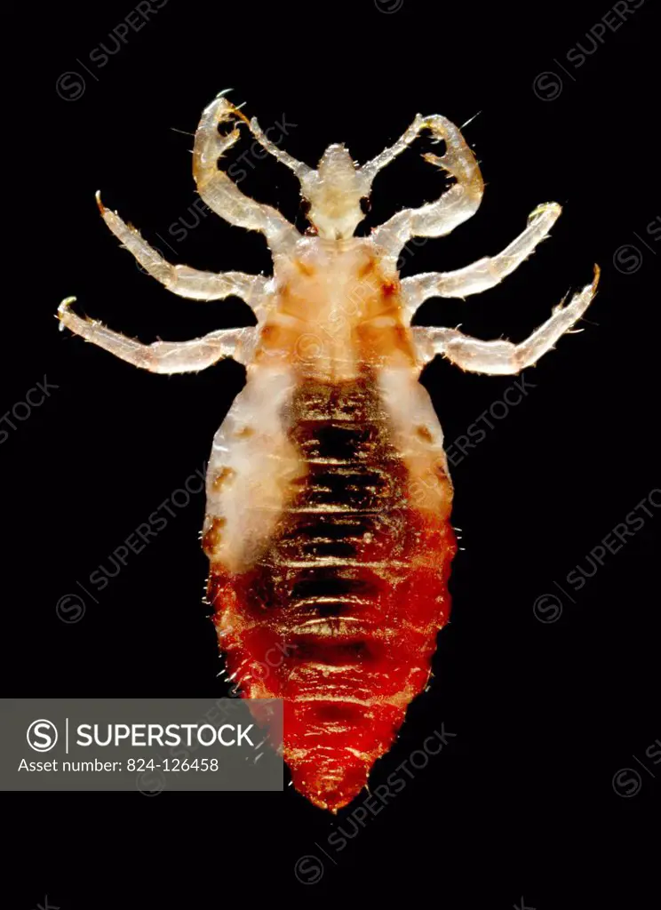 This 2006 photograph depicted a dorsal view of a male body louse, Pediculus humanus var. corporis. Some of the external morphologic features displayed...