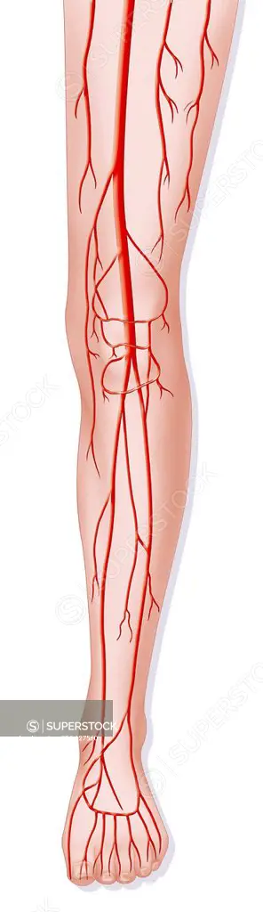 Illustration of the arteries in the leg.