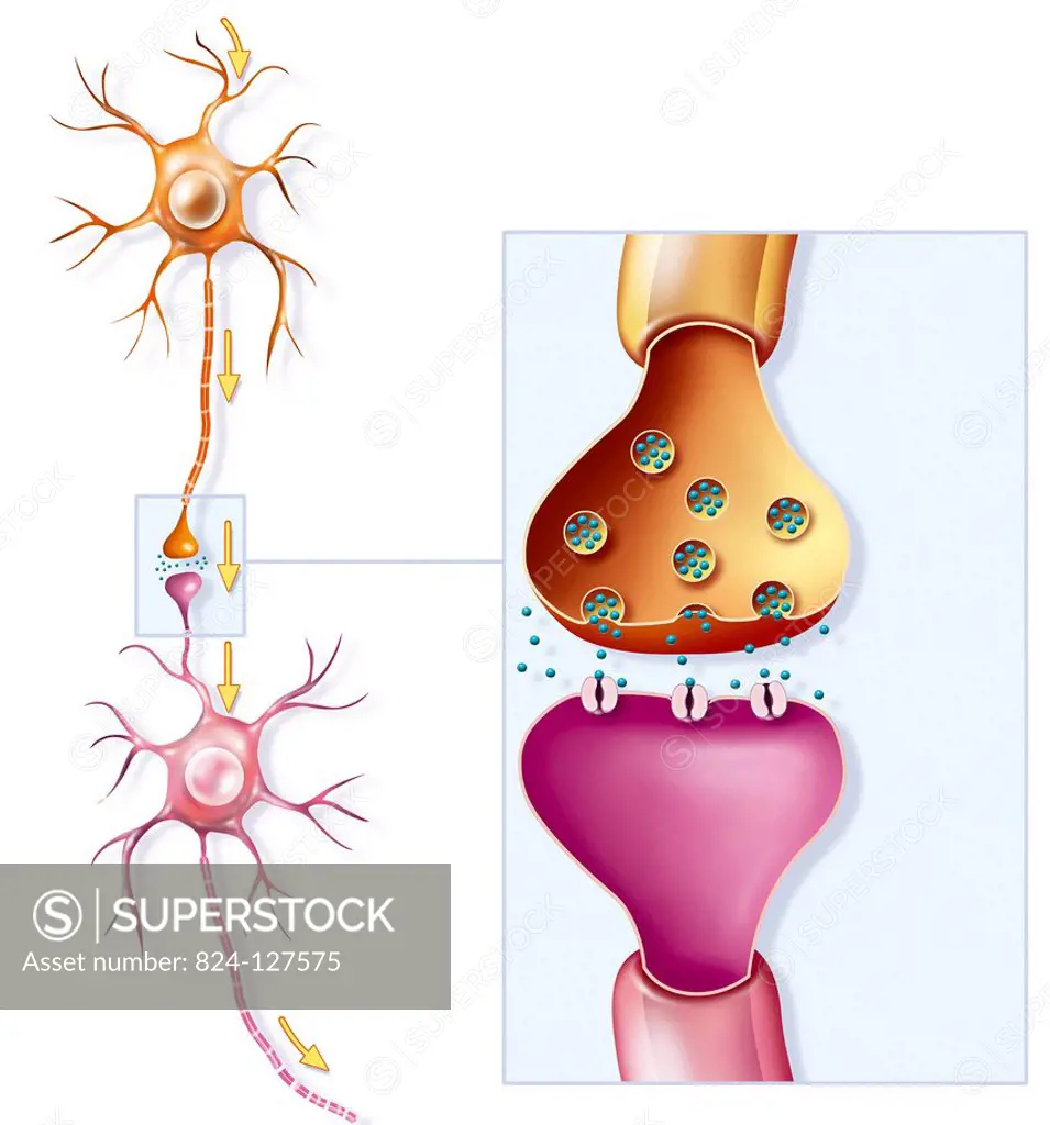 Dopamine neurons and synapse. Illustration of the connection between two dopamine neurons at the synapse to pass the message (nerve impulse from one n...