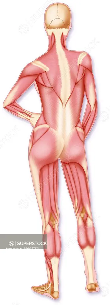 Illustration of a womans complete muscle structure seen from behind.