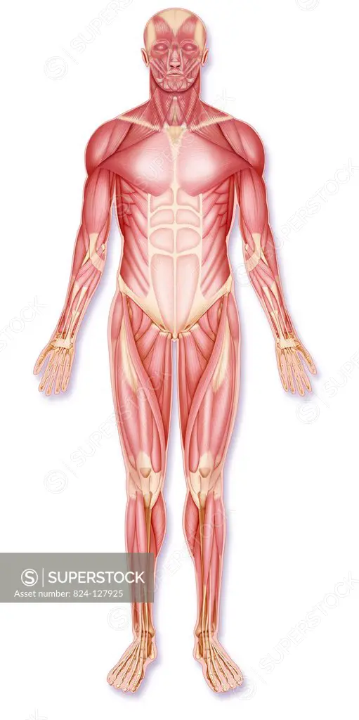 Illustration of a mans complete muscle structure seen from the front.