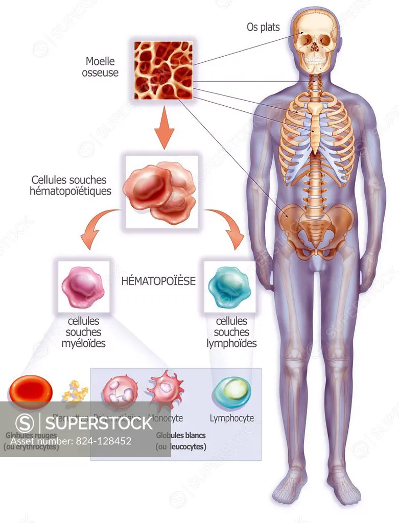 Illustration of hematopoesis, a physiological process that allows the formation and renewal of blood cells. The stem cells come from red bone marrow o...