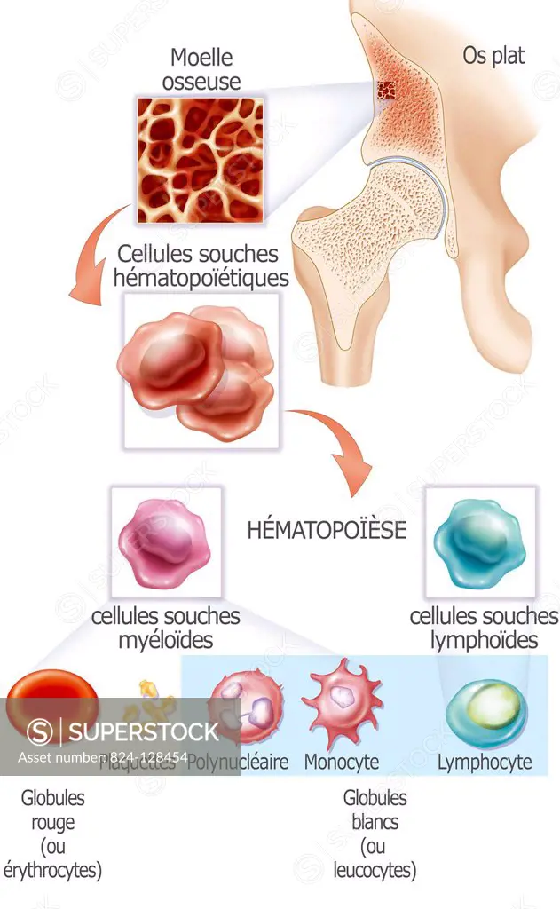 Illustration of hematopoesis, a physiological process that allows the formation and renewal of blood cells. The stem cells come from red bone marrow of flat, short bones shown in pelvic bones in the illustration. These stem cells produce two types of cell : - Myeloid stem cells which form red corpuscles, platelets and white corpuscles (polynuclear and monocytes). - Lymphoid stem cells, which form white corpuscles (lymphocytes).