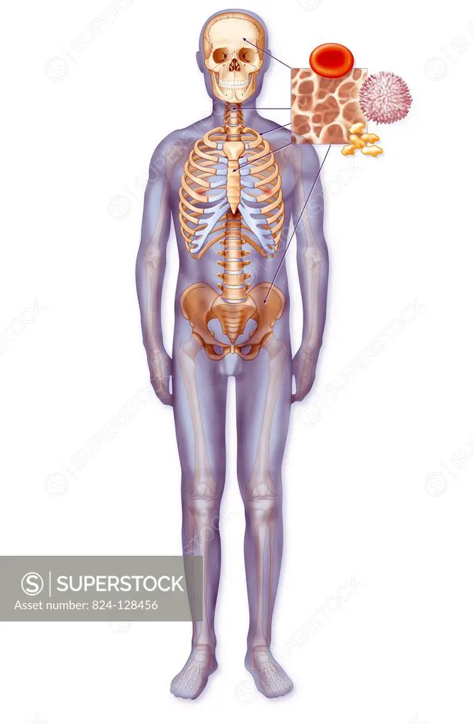 Illustration of the bones in which red bone marrow is found containing hematopoietic stem cells. Hematopoesis is a physiological process that allows t...