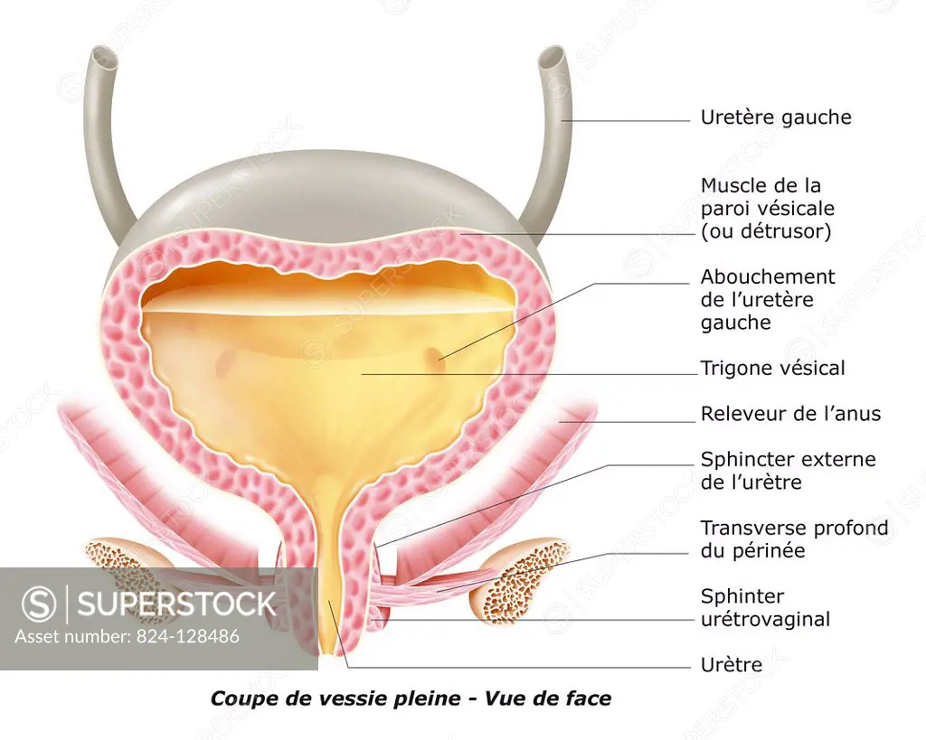 Illustration of a full bladder in a woman.