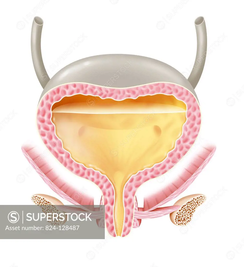 Illustration of a full bladder in a woman.