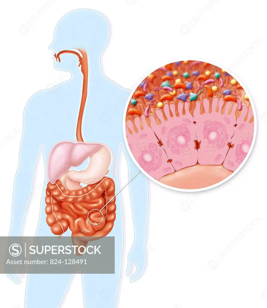 Illustration of the digestive system showing the small intestine, in which the intestinal flora is found, in contact with the intestines epithelial c...