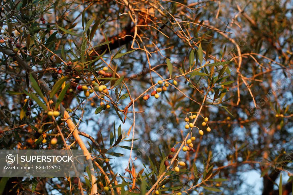 Olive tree on Jerba island.