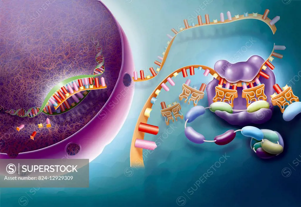 Illustration of transcription and translation. After the transcription of DNA into a messenger ARN (mARN) in the nucleus, the mARN is transported to t...