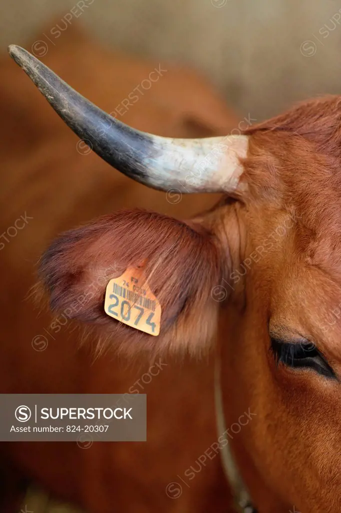 Tagged cow