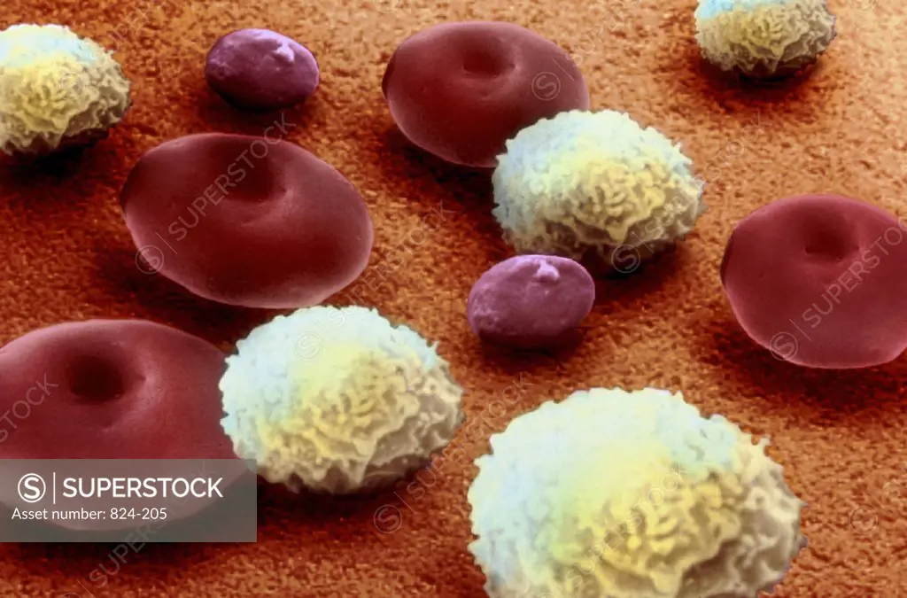 Red & White Blood Cells