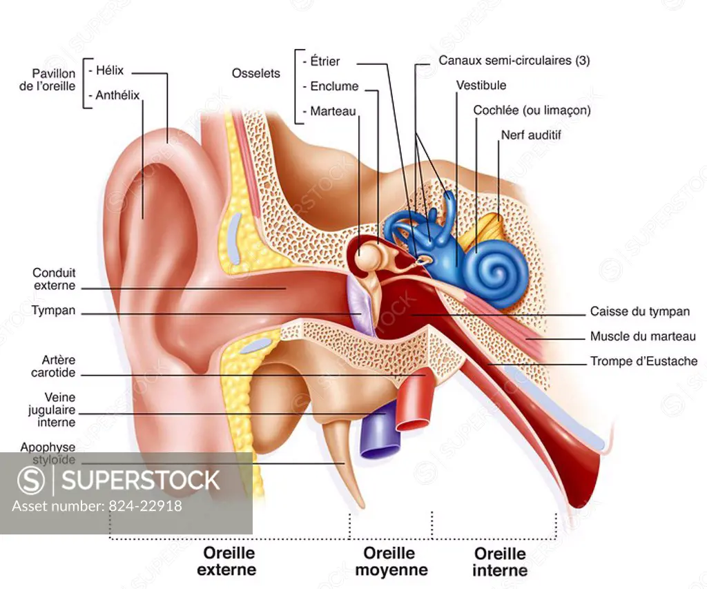 INTERNAL EAR, DRAWING