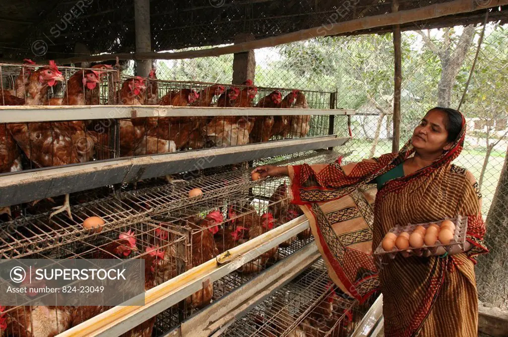 ASIAN SCENE<BR>Photo essay for press only.<BR>Poultry farm financed by a loan from the Grameen microcredit bank. Bangladesh.