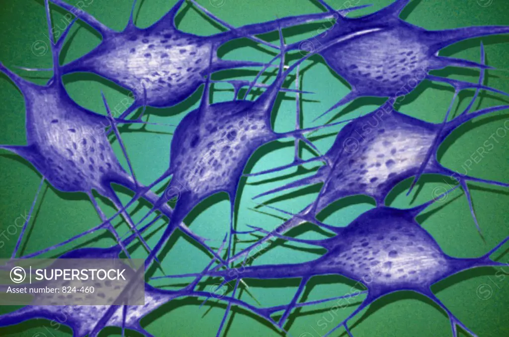 Close-up of nerve cells