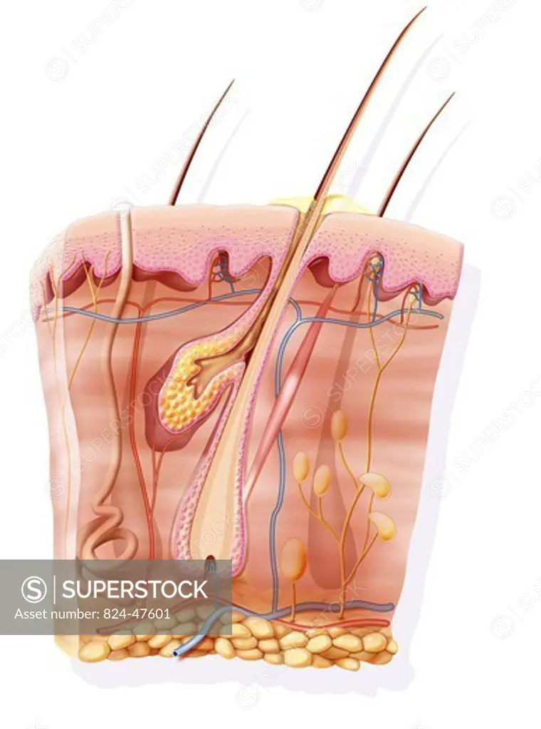SKIN, ILLUSTRATION. Representation of a section of skin and hair. The sebaceous gland on the left of the hair secrets the sebum through a pore. The erector pili muscle by contracting itself cold or fear gives the aspect of chicken skin to the skin. The dermis also has