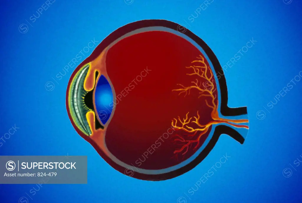 Cross section of a human eye