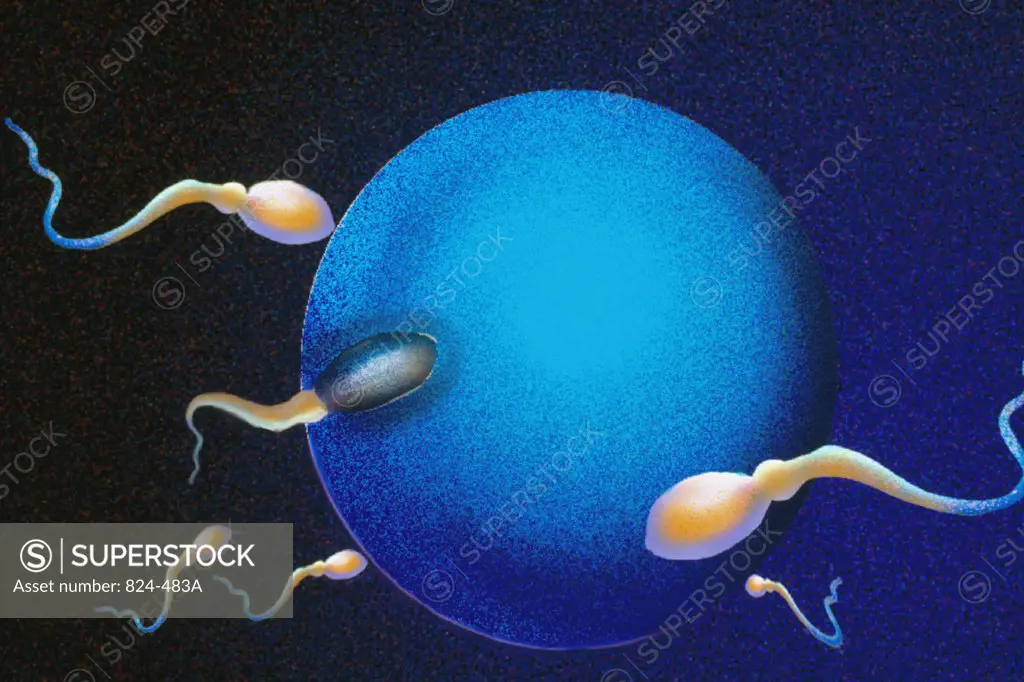 Sperm fertilizing a human egg