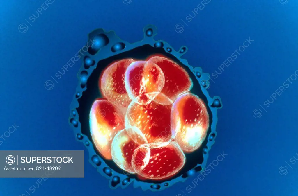 EMBRYO, ILLUSTRATION<BR>8 cells.