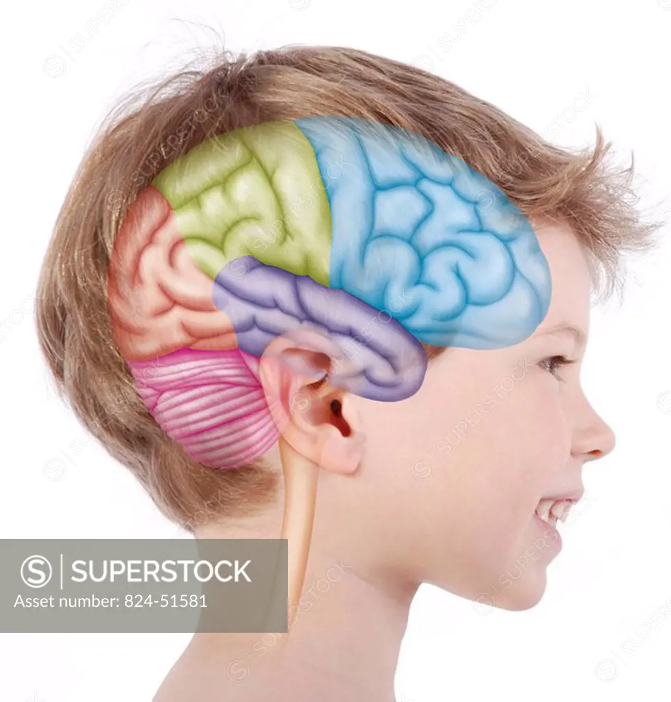 Lobes of the brain _ 6_year_old child Representation of different lobes of the brain represented from a profile view on a 6_year_old child. At the fro...