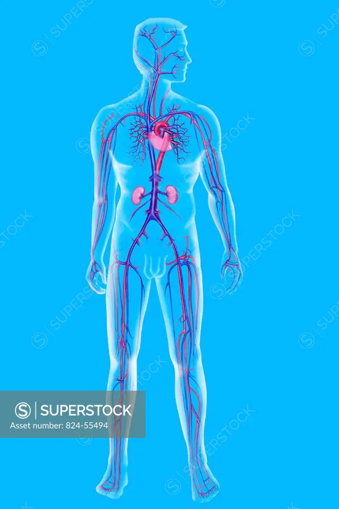 BLOOD CIRCULATION, ILLUSTRATION Venous and arterial blood circulation deep network. See images 1523007 for the arteries, 1523107 for the veins, 152260...
