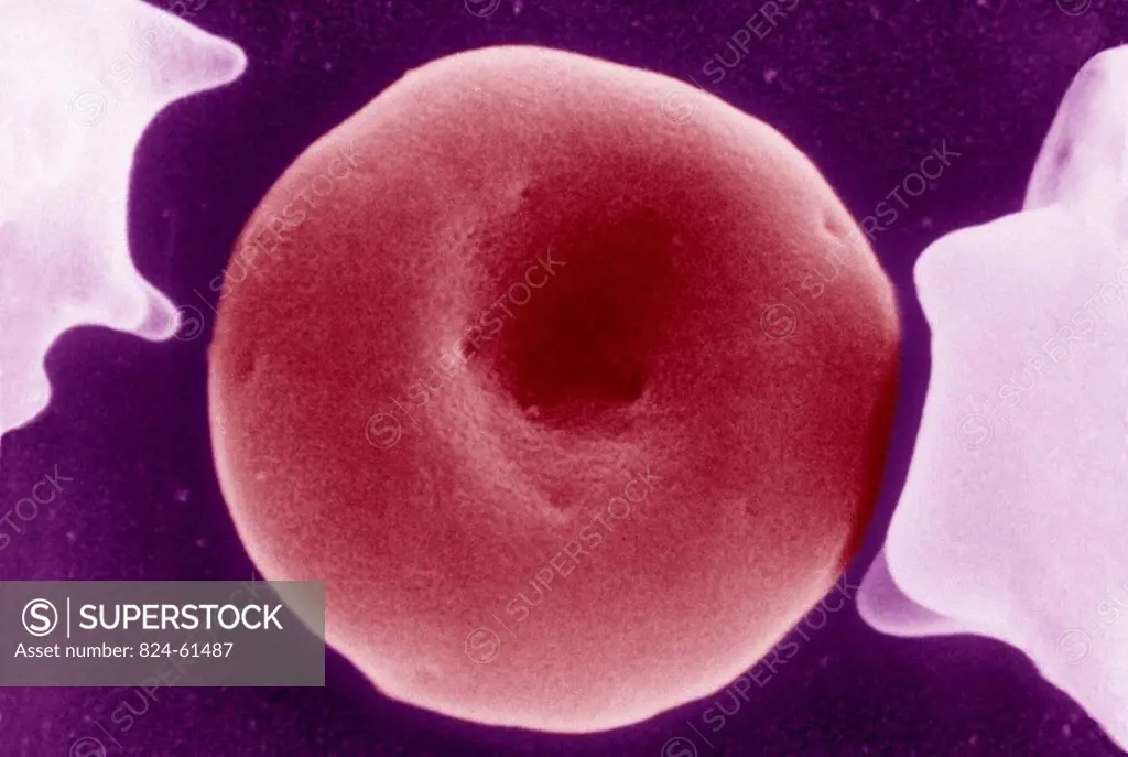 RED BLOOD CORPUSCLE<BR>Red blood cells, or corpuscles, play a crucial role in the transportation of hemoglobin, bringing oxygen to tissues. These roun...