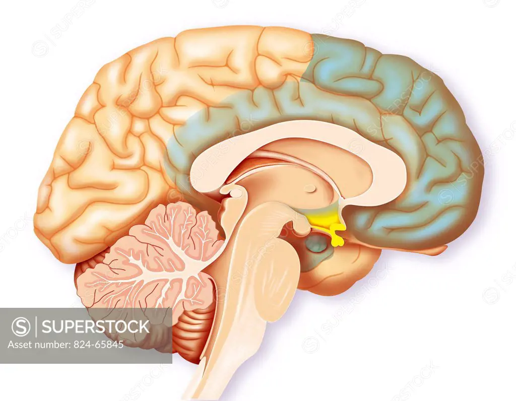 Representation of the areas of the brain implicated when one is afraid. The sympathetic nervous system areas in blue: frontal lobe, hippocampus, amygd...