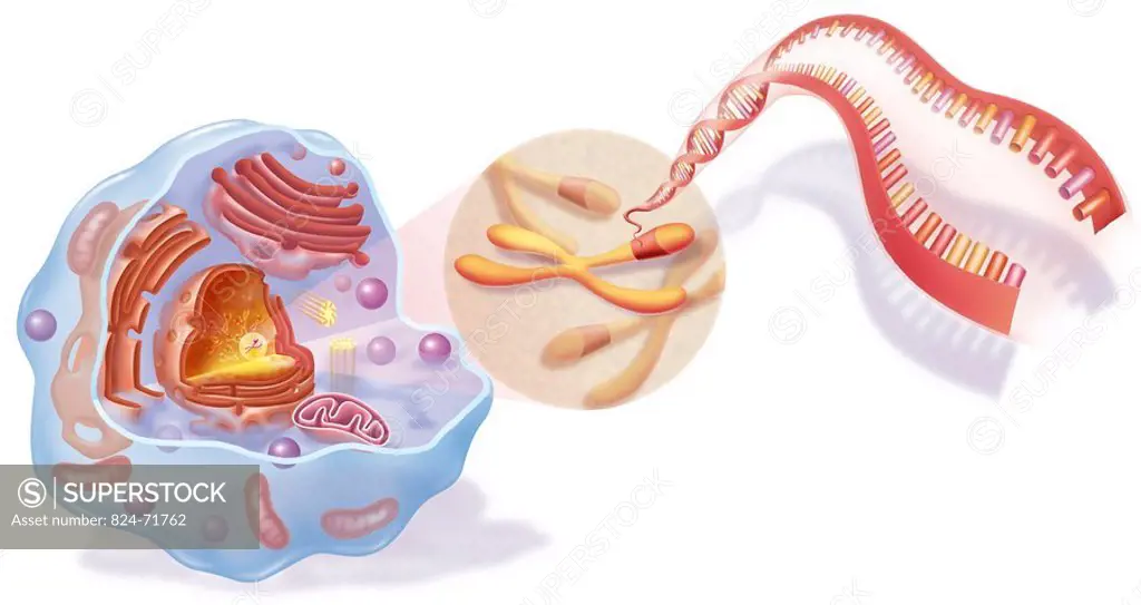 GENETICS, DNA<BR>Cell DNA. Illustration, from right to left, of a ribbon of DNA taken from a chromosome extracted from the nucleus of a basilar cell.