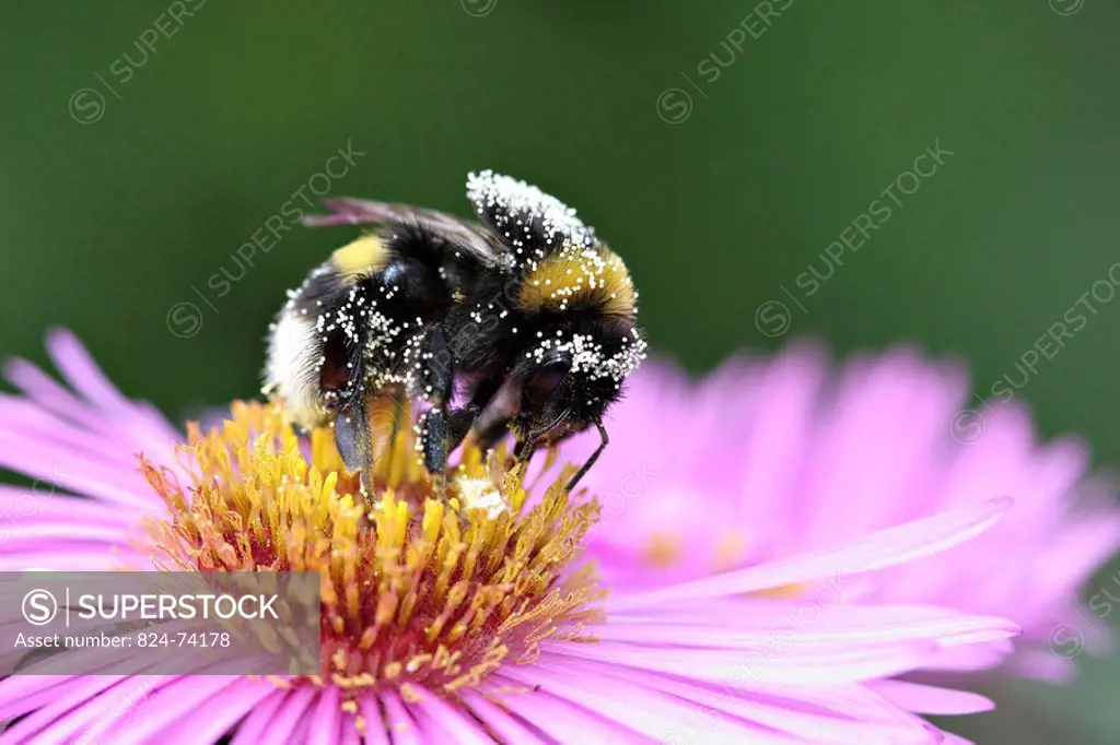 Buff_tailed bumble bee Buff_tailed bumble bee Bombus terrestris : adult gathering an aster family of the Asteraceae or Composeae. Oise, Picardy, Franc...