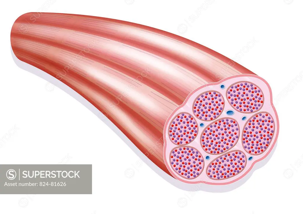 Representation of a muscle fiber. We can see various myofibrils constituted of myofilaments of actin and myosin red and purple points. We also see var...