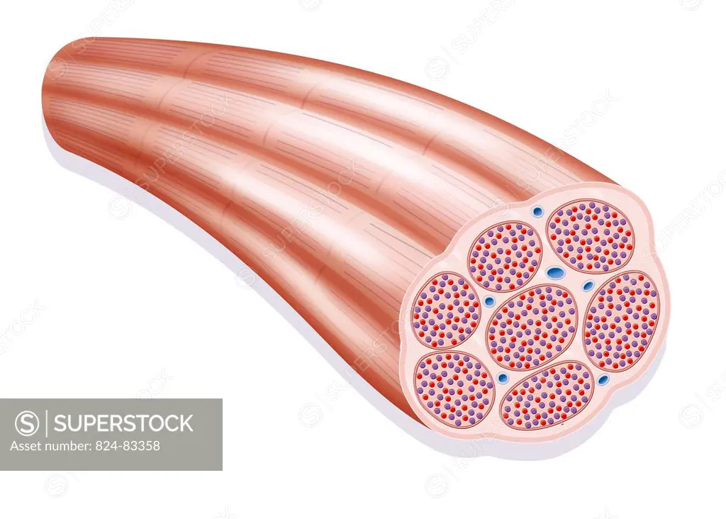 Representation of a muscle fiber. We can see various myofibrils constituted of myofilaments of actin and myosin red and purple points. We also see var...