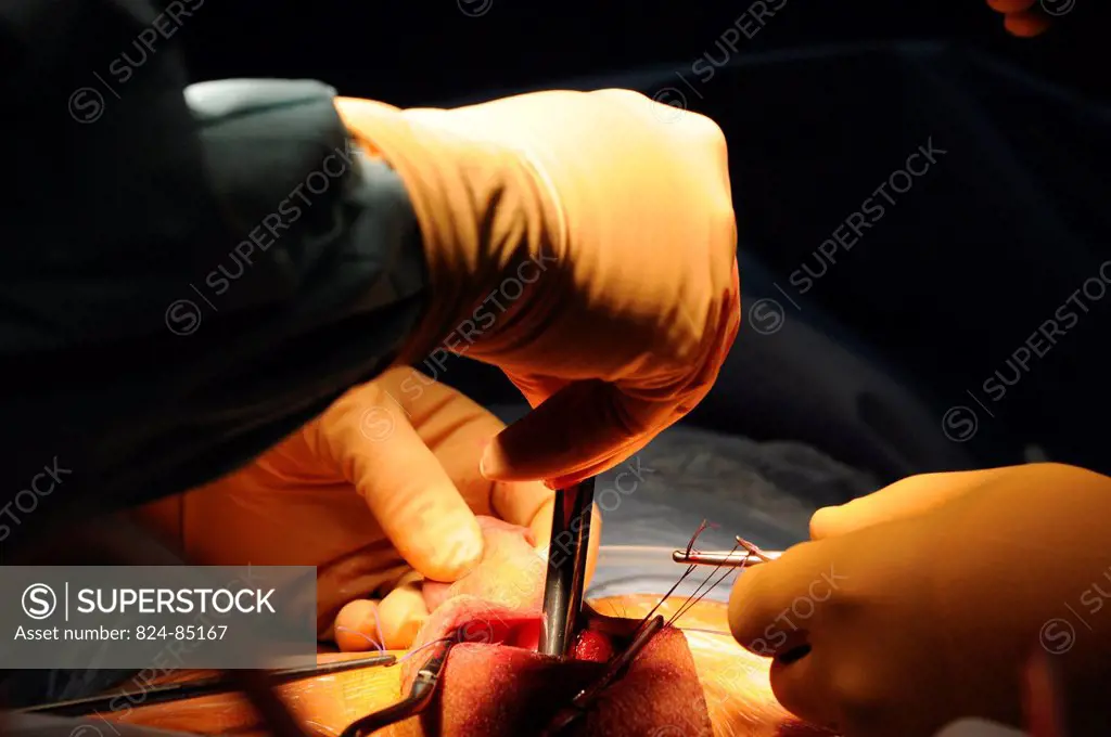 Photo essay at Lyon hospital. Department of urology. Surgical treatment of erectile dysfunction with a penile prosthesis. Dilation with Hegar candles.